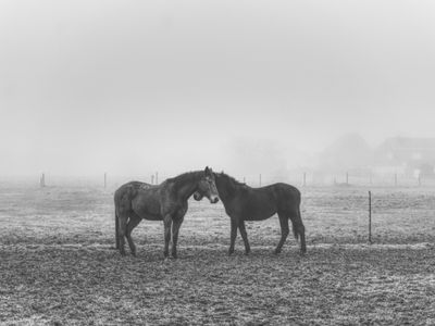 Two horses touching noses in a foggy field.