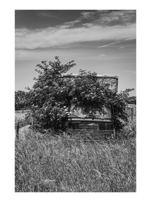 Overgrown vintage truck in tall grass.